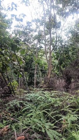 Land at Jalan Lipis Benta, Pahang (8acre) 1