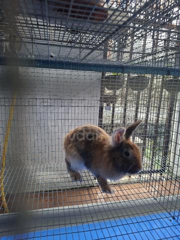 Rabbit mix - photo 2 of 3