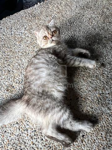 exotic shorthair - photo 4 of 4