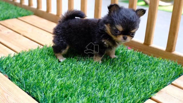 black and white Chihuahua ~8 - photo 6 of 6