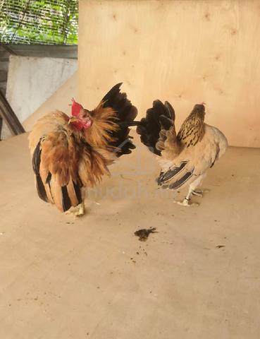 Ayam Serama  - photo 2 of 4