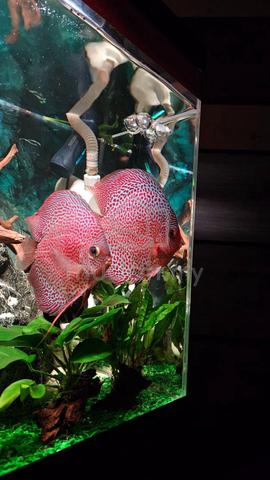 Quality AAA Discus Fish Ikan Sepasang Pair - photo 2 of 6