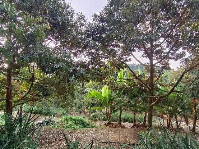 9.1 acre Agri Land Durian & Oil Palm Jalan Pedas-Linggi, Rembau, N9 1