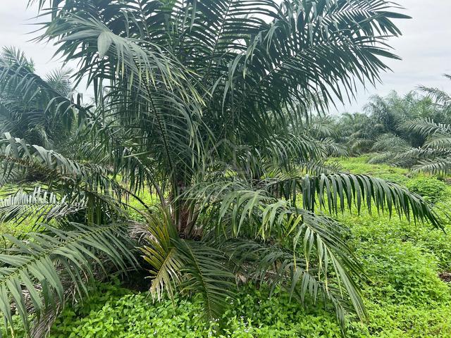 Port Dickson, 58 acre land with 4 yrs Oil Plam Trees - Ready Income 1
