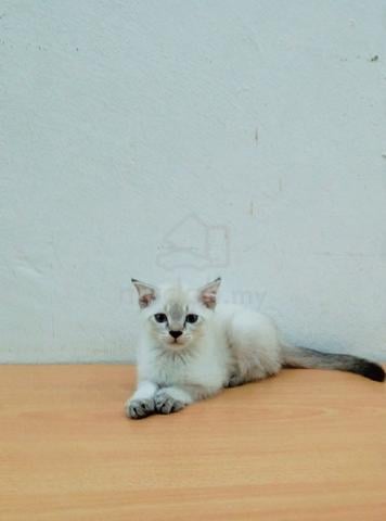 Carousel Image