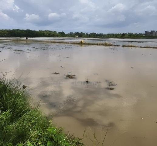 Sawah padi International lot jual bahagian 1