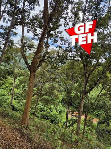 4.7 Acres Old tree durian farm Lenggong Perak 5.7p s f b k 2