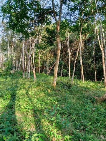 Kebun Getah Geran Individu. 4.73 relong. 4