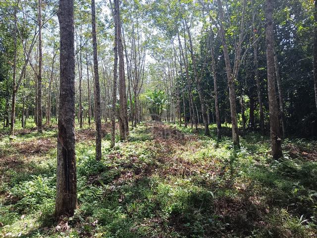Tanah tepi jalan utama kampung bukit awang pasir puteh 1