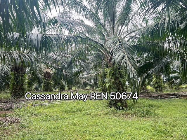 Freehold Alor Gajah 3.07 acres Agricultural Oil Palm Land For Sale 1