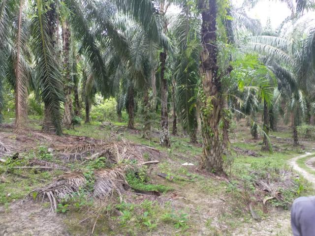 Parit Perak Oil Palm Plantation 1
