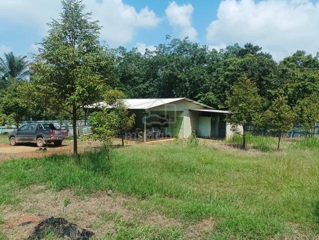 Pahang Raub Freehold Durian Orchard 1