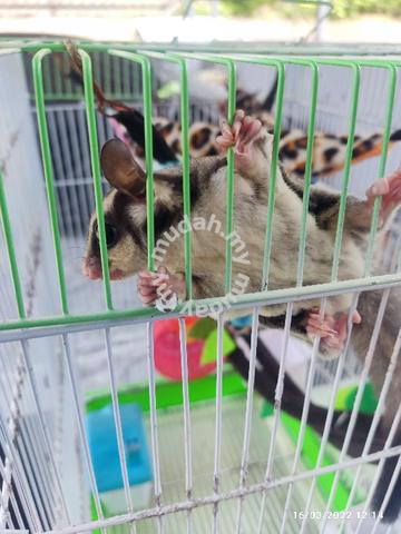 Sugar Gliders - Pets for sale in Nilai, Negeri Sembilan