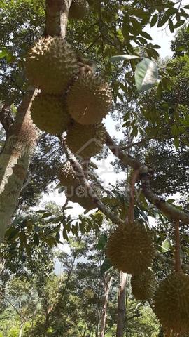 FREEHOLD / Lenggong / 30 Yrs Old Durian Orchard Farm/ Agriculture Land 5
