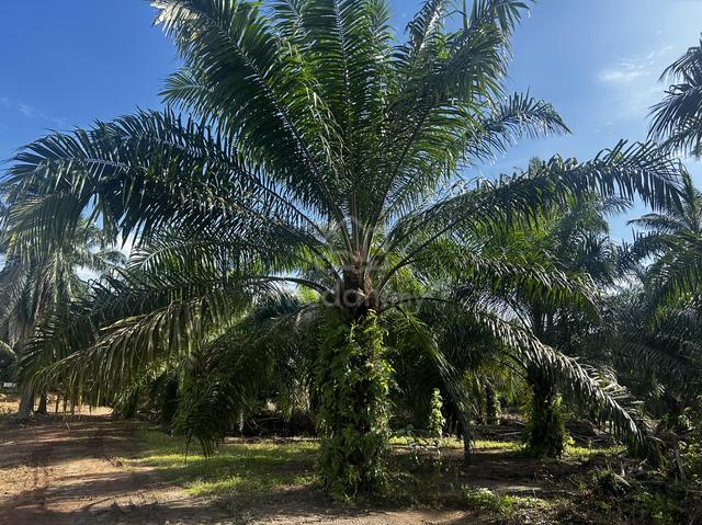 Chuah - Kg. Pachitan - Bukit Pelanduk Palm Oil freehold land for sale 1