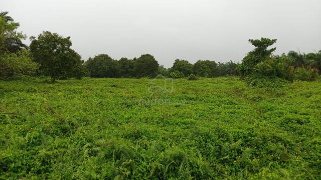 Agriculture Land For Sale At Bukit Rotan Kuala Selangor 1