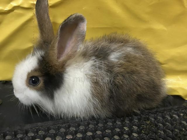 Mix Breed Rabbit - Pets for sale in Desa Pandan, Kuala Lumpur