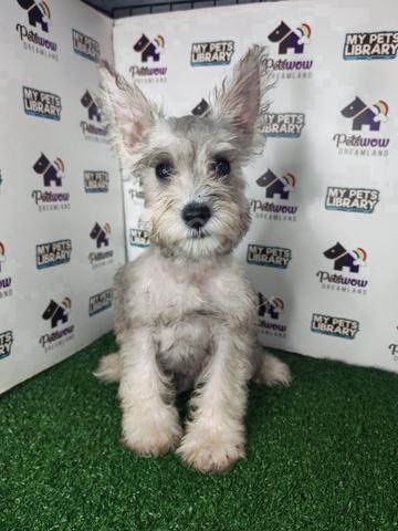 Miniature schnauzer silver white - photo 2 of 2