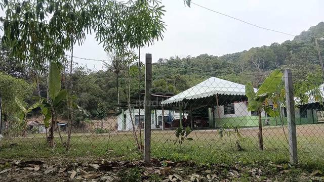 Tanah cantek 1