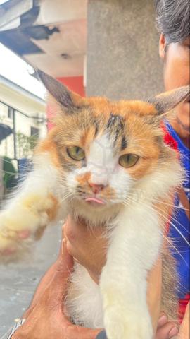 Munchkin female (NEGO) - photo 2 of 6