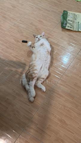 Mix BSH - photo 2 of 6