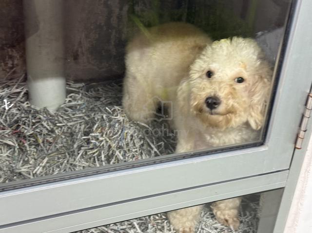 Toy poodle - photo 5 of 6