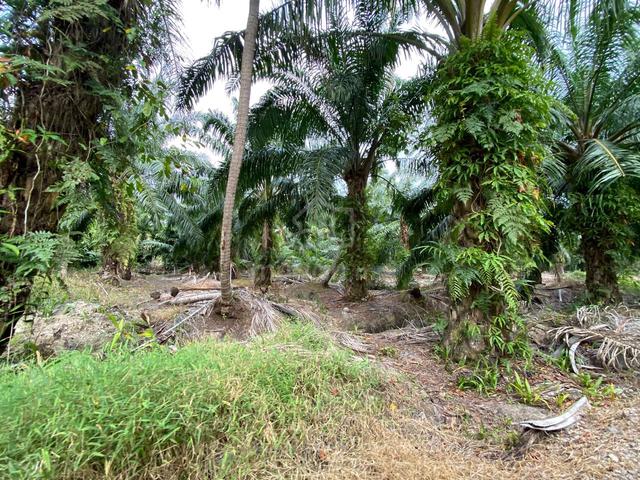 TANAH PERTANIAN 1.5 EKAR SERKAT, PONTIAN UNTUK DiJUAL 1