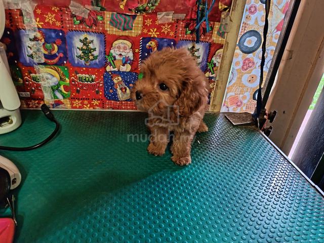 Maltipoo Female puppy - photo 3 of 4