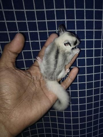 sugar glider  - photo 4 of 4
