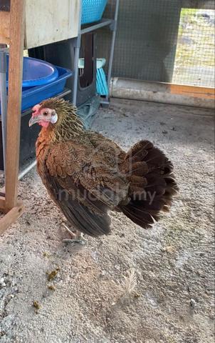 Ayam hutan betina - photo 4 of 4