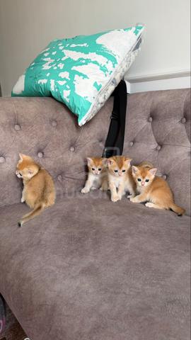 Baby BSH Golden NY12 - photo 4 of 4