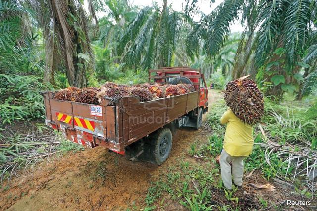 Planted Palm oil estate for sale, Penjom, Kuala lipis pahang 5