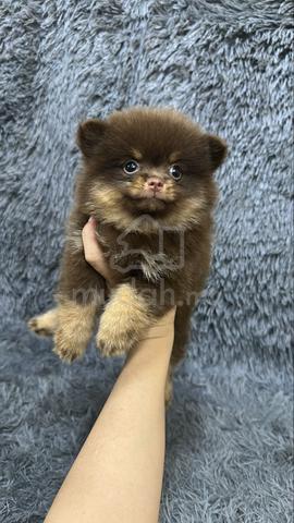 Chocolate Tan Female Pomeranian Puppy - photo 4 of 4