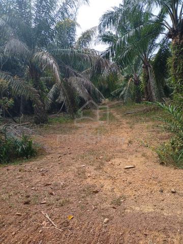Negeri Sembilan Rantau Agricultural Leasehold Land For Sale 1