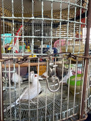 Carousel Image Selected