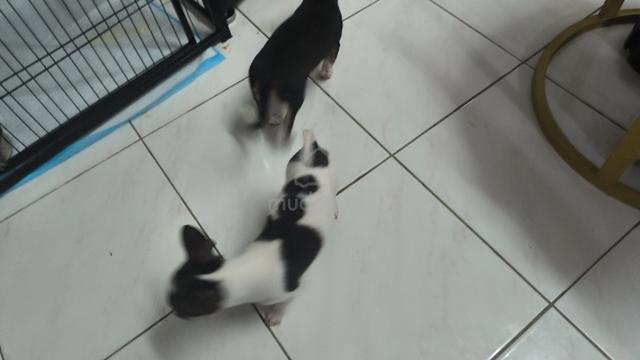 special offer Chihuahua puppy (Male) - photo 5 of 5