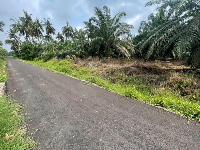Sabak Bernam,5.19 acres oil palm tress for sale, very good location 1