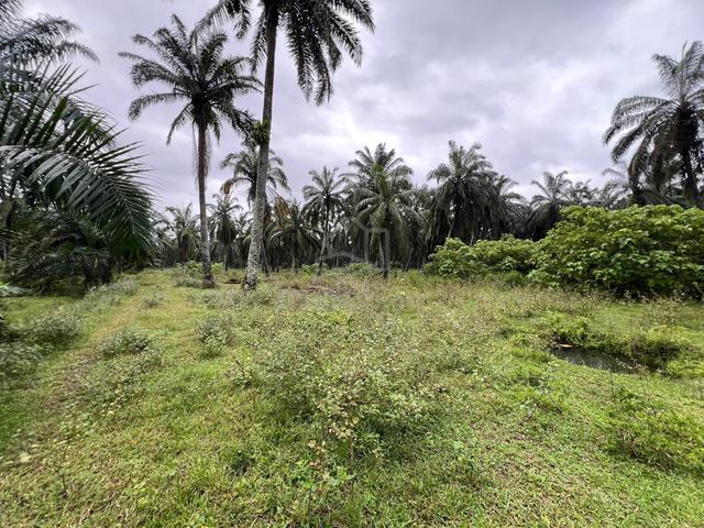 Freehold 3.605 Ekar Ladang Sawit RTB Sungai Draka Taiping, Perak 1