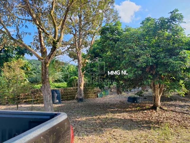 2 acres Durian Plantation, Lanchang Pahang for sale 🌱 1