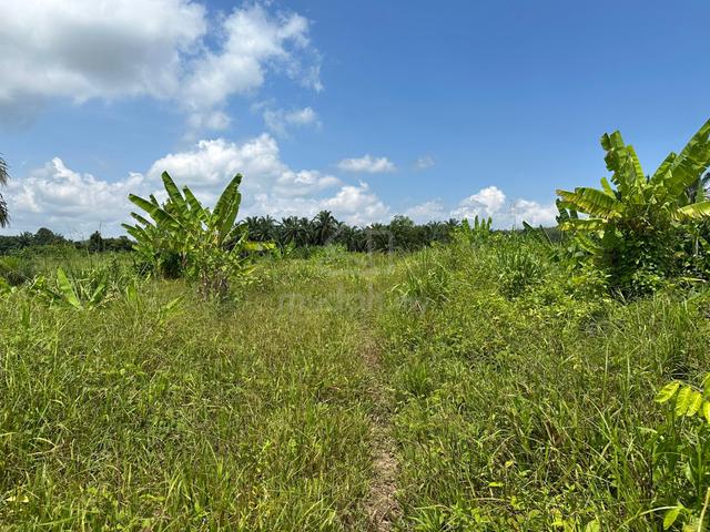1.5 Ekar Tanah Kosong Kg Balai Badang Buloh Kasap Segamat Johor 1
