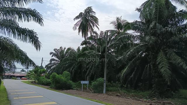 Tanah Sekinchan 1