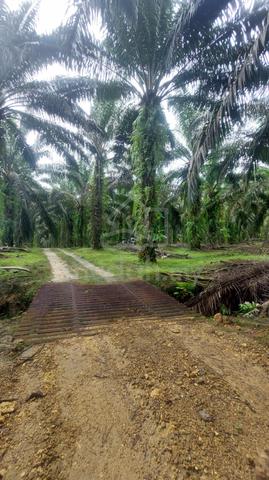 Tanah Kebun Sawit 6.75 Ekar Untuk Dijual, Bandar Baharu, Kedah. 1