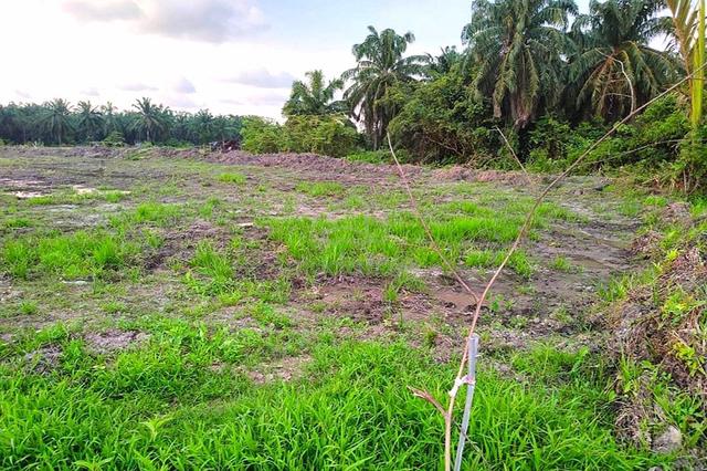 Balik Pulau Land Below Market Value 4