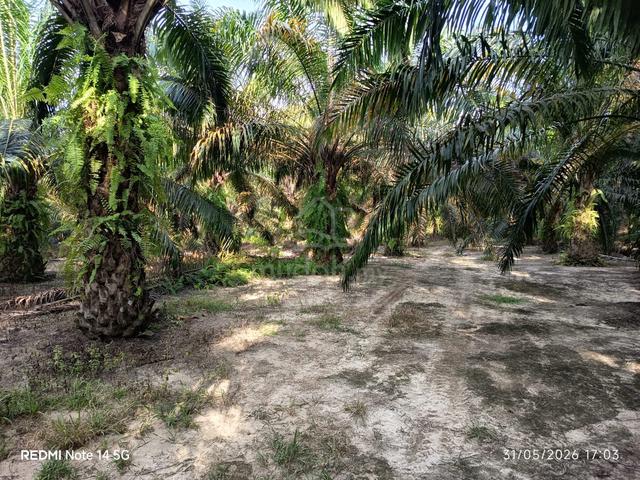 Agricultural Land for Sale at Ulu Bekor/Parit 1