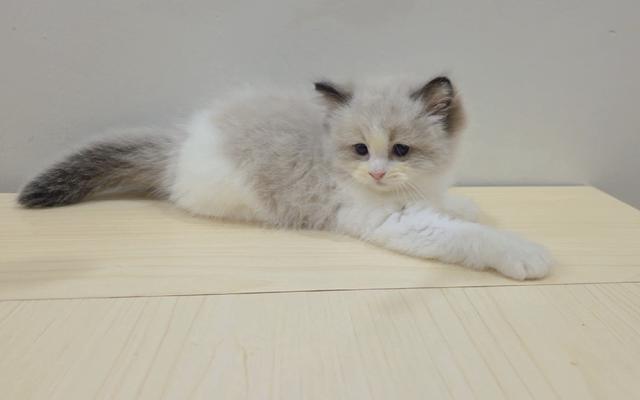 ragdoll  - photo 4 of 4