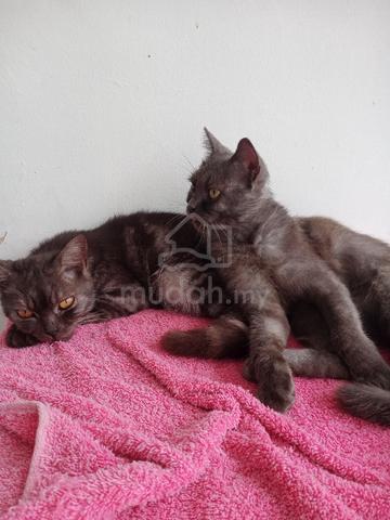 bsh mix persian - photo 2 of 3