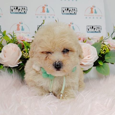 FLUFFY PUPPY MALTIPOO MALTESE MIX POODLE DOG m920 Pets for sale in Puchong Kuala Lumpur