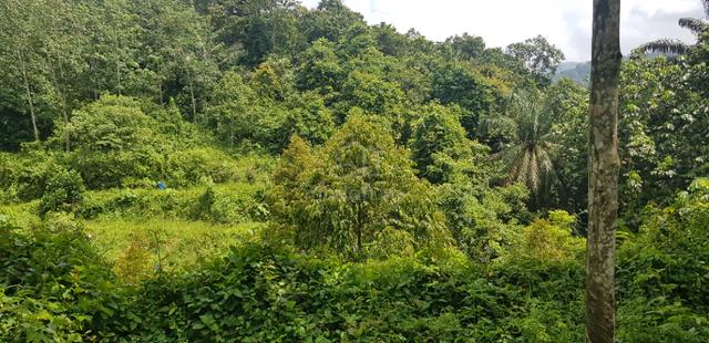 Tanah Kebun Getah dan Dusun Buah lokasi Menarik Dekat UiTM Kuala Pilah 1