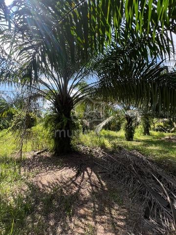 Tanah sawit untuk dijual 1