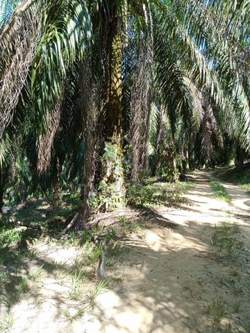 Tanah Pertanian Bekut, Kuala Kangsar,Tanah Pinggiran Lasah, Perak 1